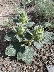 Phlomoides isochila