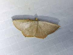 Plesiomorpha flaviceps