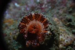 Physactis multicolor
