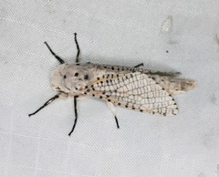 Polyphagozerra coffeae