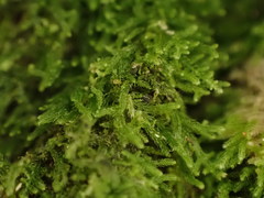 Lepidoziaceae