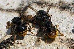 Paraanthidium