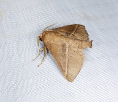 Quasithosea obliquistriga