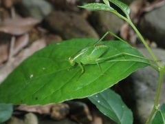 Isopsera denticulata