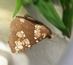 Saroba pustulifera