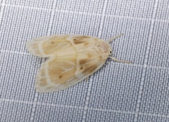 Schistophleps bipuncta