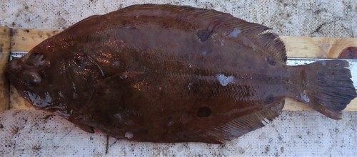 Grootoog-schijnbot (Hippoglossina tetrophthalma) — Paralichthyidae — 3