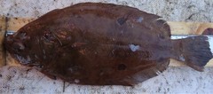 Foureye Flounder photo 2