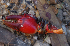 Euastacus australasiensis