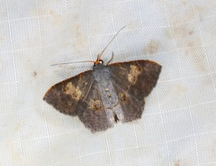 Serratophyga subangulata