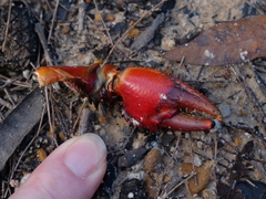 Euastacus australasiensis