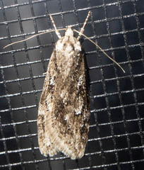 Semioscopis aurorella