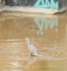 Streptopelia decaocto