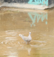 Streptopelia decaocto