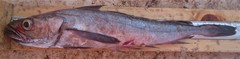 Merluccius productus