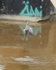 Streptopelia decaocto