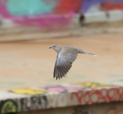 Streptopelia decaocto