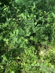 Heracleum sphondylium sphondylium