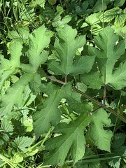 Heracleum sphondylium sphondylium