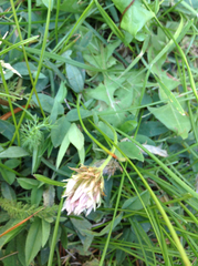 Trifolium longipes