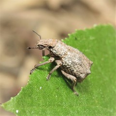 Amnemus quadrituberculatus