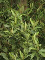 Critoniopsis bogotana