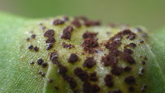 Puccinia adoxae