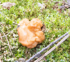 Gyromitra korfii