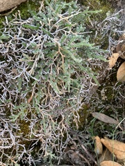 Selaginella dregei