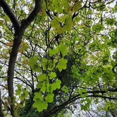 Acer pseudoplatanus