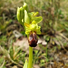 Ophrys fusca