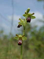 Ophrys fusca