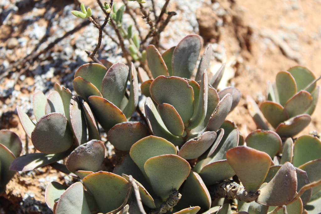 Adromischus sphenophyllus