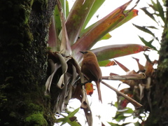 Cinnycerthia unirufa