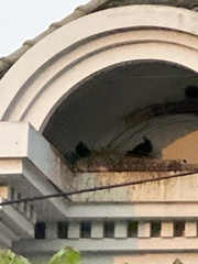 Columba livia domestica