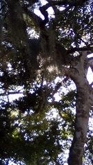 Pterocelastrus tricuspidatus