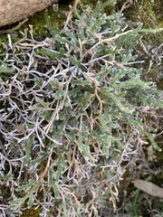 Selaginella dregei