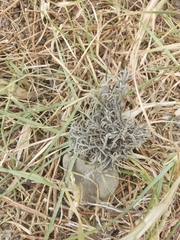 Tillandsia capillaris