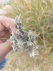 Tillandsia capillaris