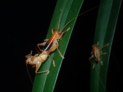 Nippancistroger testaceus