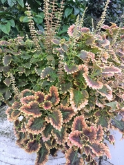 Coleus scutellarioides