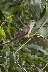 Cacomantis variolosus sepulcralis