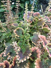 Coleus scutellarioides