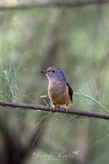 Cacomantis variolosus sepulcralis