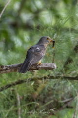 Cacomantis variolosus sepulcralis