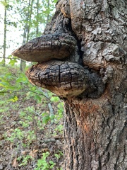 Phellinus igniarius igniarius