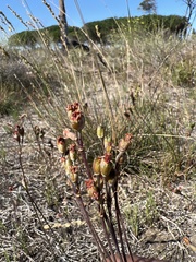 Tulbaghia alliacea