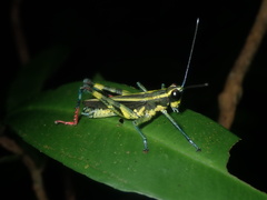 Traulia ornata iriomotensis