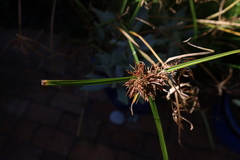 Cyperus congestus