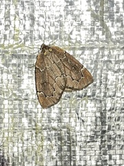 Spodolepis substriataria